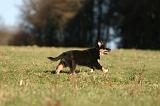 BERGER AUSTRALIEN PUPPIES 693